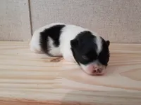 Battleship , a female Pomeranian for sale in Tuscaloosa, AL – 4 of 6
