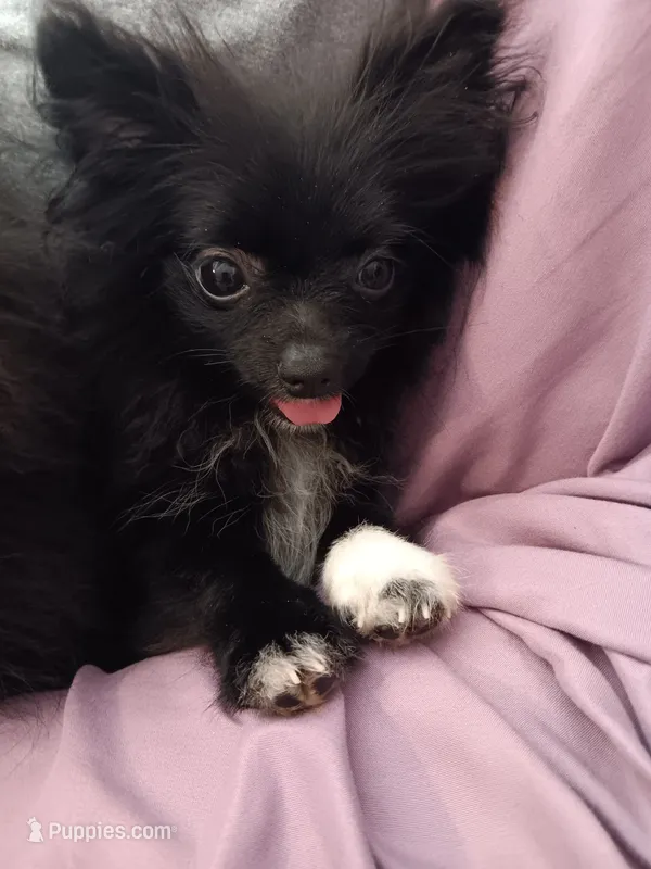 Velvet  – Pomeranian puppy for sale in Tuscaloosa, AL