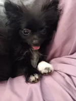 Velvet , a female Pomeranian for sale in Tuscaloosa, AL – 1 of 4