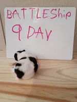 Battleship , a female Pomeranian for sale in Tuscaloosa, AL – 3 of 6