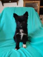 Velvet , a female Pomeranian for sale in Tuscaloosa, AL – 2 of 5