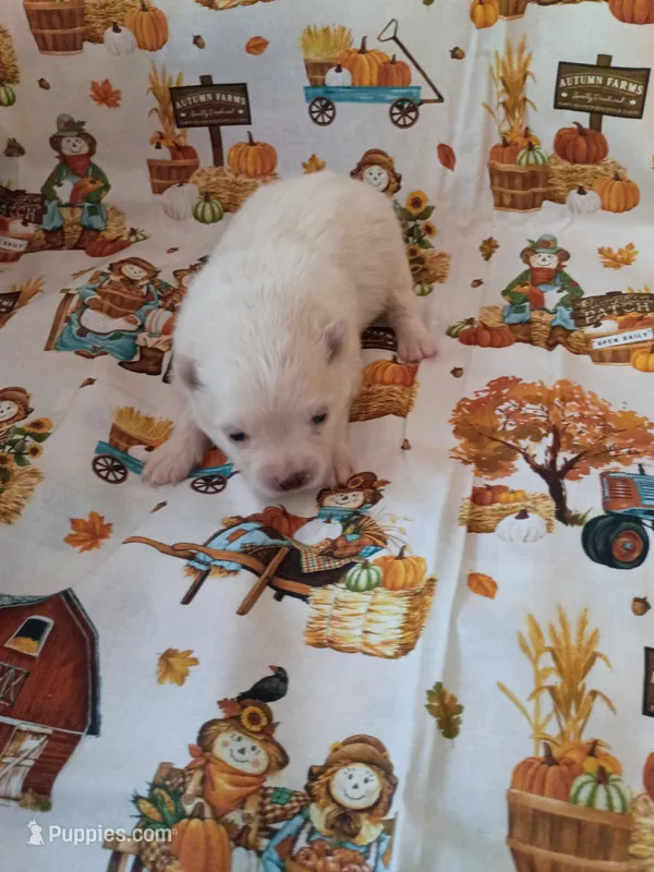 Snowball – Pomeranian puppy for sale in Northport, AL