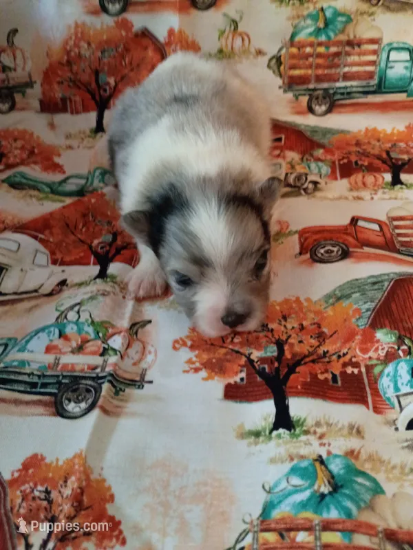 Blueberry akc – Pomeranian puppy for sale in Northport, AL