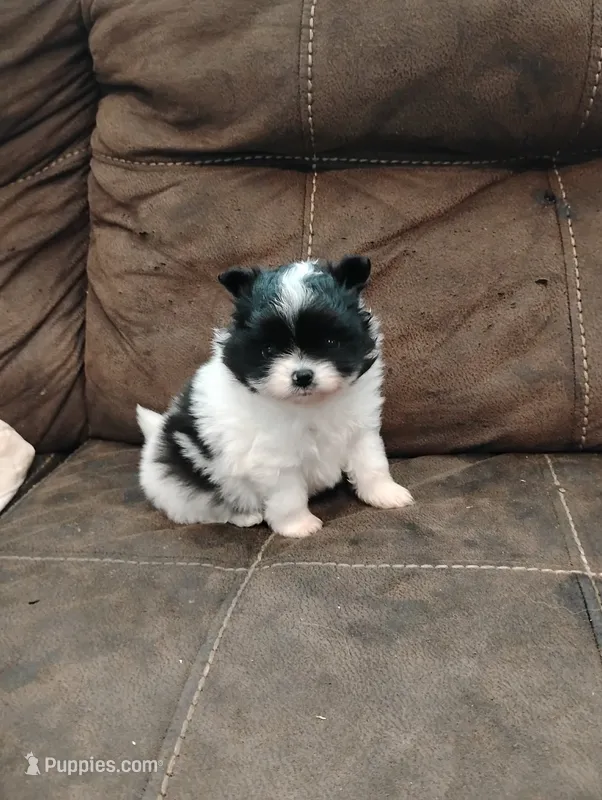 Battleship  – Pomeranian puppy for sale in Tuscaloosa, AL