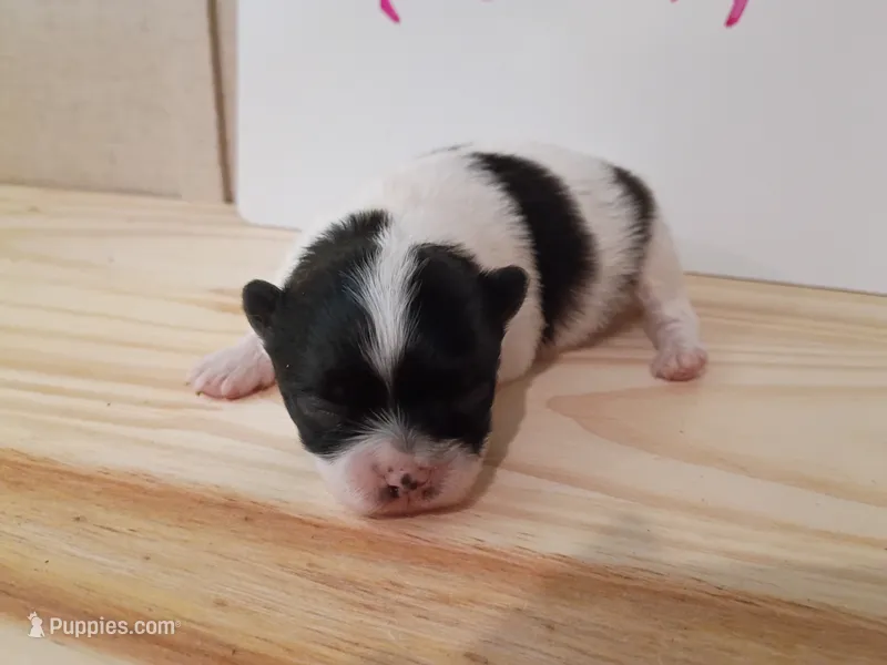 Battleship  – Pomeranian puppy for sale in Tuscaloosa, AL