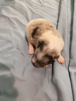 Blueberry akc, a male Pomeranian for sale in Northport, AL – 4 of 5