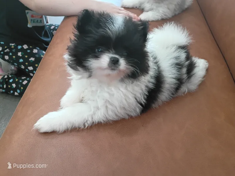 Battleship  – Pomeranian puppy for sale in Northport, AL