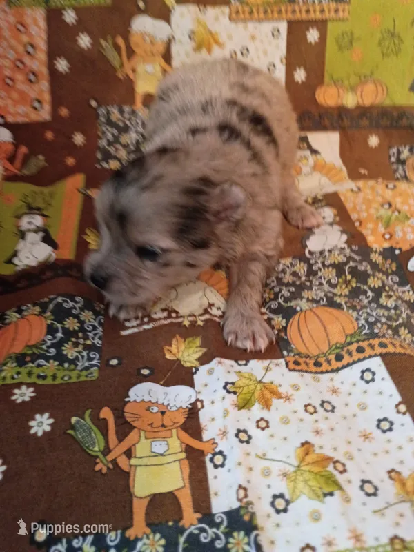 Boba  – Pomeranian puppy for sale in Northport, AL