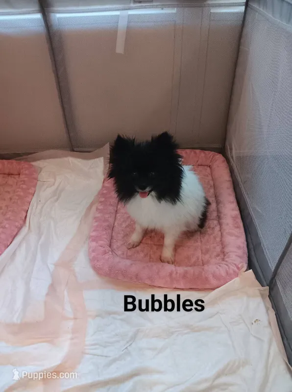 Coming soon akc – Pomeranian puppy for sale in Tuscaloosa, AL