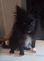 Velvet , a female Pomeranian for sale in Tuscaloosa, AL – 3 of 4