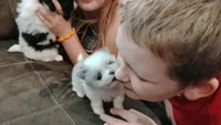 Firecracker AKC , a female Pomeranian for sale in Northport, AL – 7 of 8