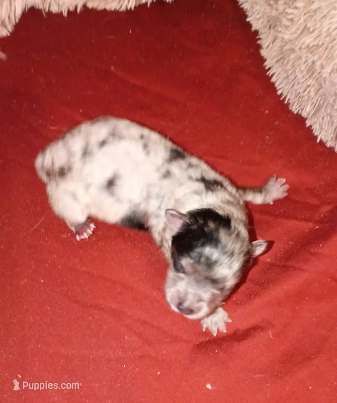 Boba  – Pomeranian puppy for sale in Northport, AL