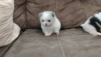 Firecracker AKC , a female Pomeranian for sale in Northport, AL – 2 of 8