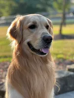 Charles, a male Golden Retriever for sale in Minerva, OH – 3 of 6