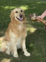 Carrie, a female Golden Retriever for sale in Minerva, OH – 6 of 7