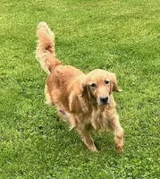 Carolyn, a female Golden Retriever for sale in Minerva, OH – 6 of 6