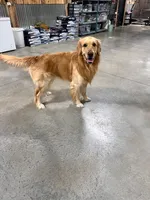 Charles, a male Golden Retriever for sale in Minerva, OH – 6 of 6
