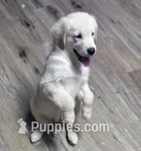 Carolyn – Golden Retriever puppy for sale in Minerva, OH