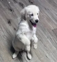 Carolyn, a female Golden Retriever for sale in Minerva, OH – 1 of 6