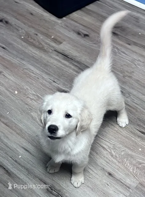 Carrie – Golden Retriever puppy for sale in Minerva, OH