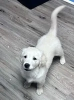 Carrie, a female Golden Retriever for sale in Minerva, OH – 1 of 7