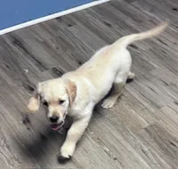 Carrie, a female Golden Retriever for sale in Minerva, OH – 2 of 7
