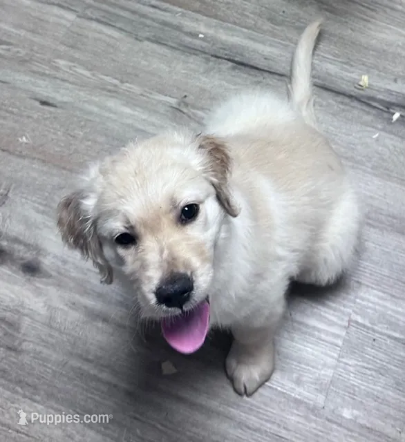 Charles – Golden Retriever puppy for sale in Minerva, OH
