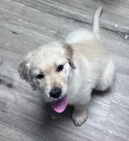 Charles, a male Golden Retriever for sale in Minerva, OH – 1 of 6