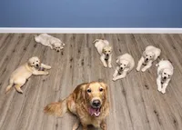 Carolyn, a female Golden Retriever for sale in Minerva, OH – 2 of 6