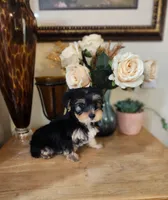 Bella toy morkie girl, a female Maltese and Morkie for sale in Atlanta, GA – 4 of 4