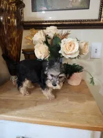 Best Buddy ever!, a male Maltese and Morkie for sale in Atlanta, GA – 3 of 4