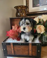 Best Buddy ever!, a male Maltese and Morkie for sale in Atlanta, GA – 2 of 4