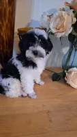 Dafne , a female Maltese and Poodle - Toy  for sale in Atlanta, GA – 5 of 5