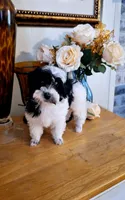 Dafne , a female Maltese and Poodle - Toy  for sale in Atlanta, GA – 4 of 5