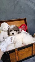 Sheba , a female Maltese and Poodle - Toy  for sale in Atlanta, GA – 2 of 5