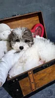 Sheba , a female Maltese and Poodle - Toy  for sale in Atlanta, GA – 3 of 5