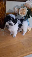 Dafne , a female Maltese and Poodle - Toy  for sale in Atlanta, GA – 3 of 5