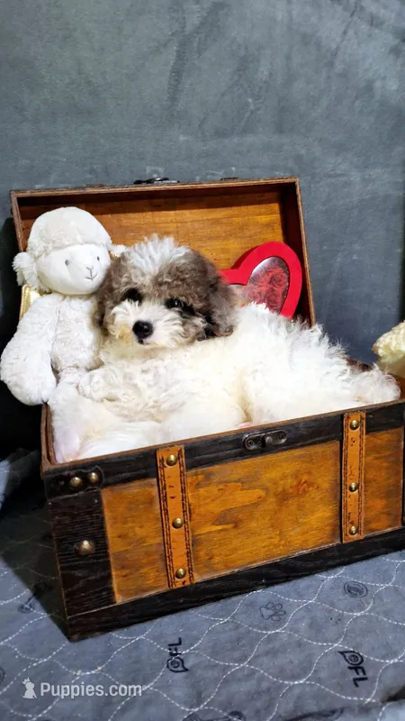 Sheba  – Maltese, Poodle - Toy  puppy for sale in Atlanta, GA