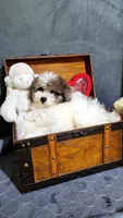 Sheba , a female Maltese and Poodle - Toy  for sale in Atlanta, GA – 1 of 5