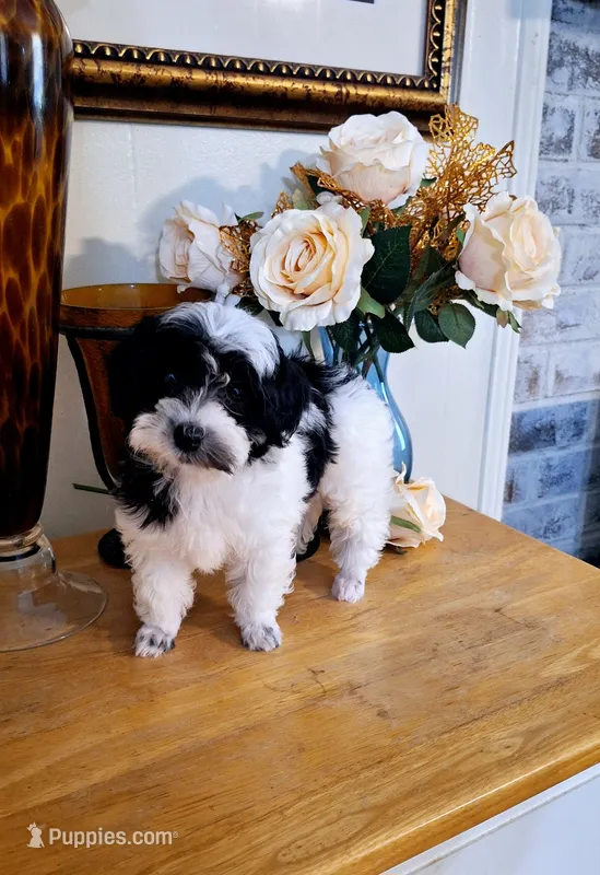 Dafne  – Maltese, Poodle - Toy  puppy for sale in Atlanta, GA