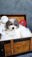 Sheba , a female Maltese and Poodle - Toy  for sale in Atlanta, GA – 4 of 5