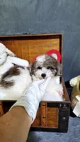 Sheba , a female Maltese and Poodle - Toy  for sale in Atlanta, GA – 5 of 5