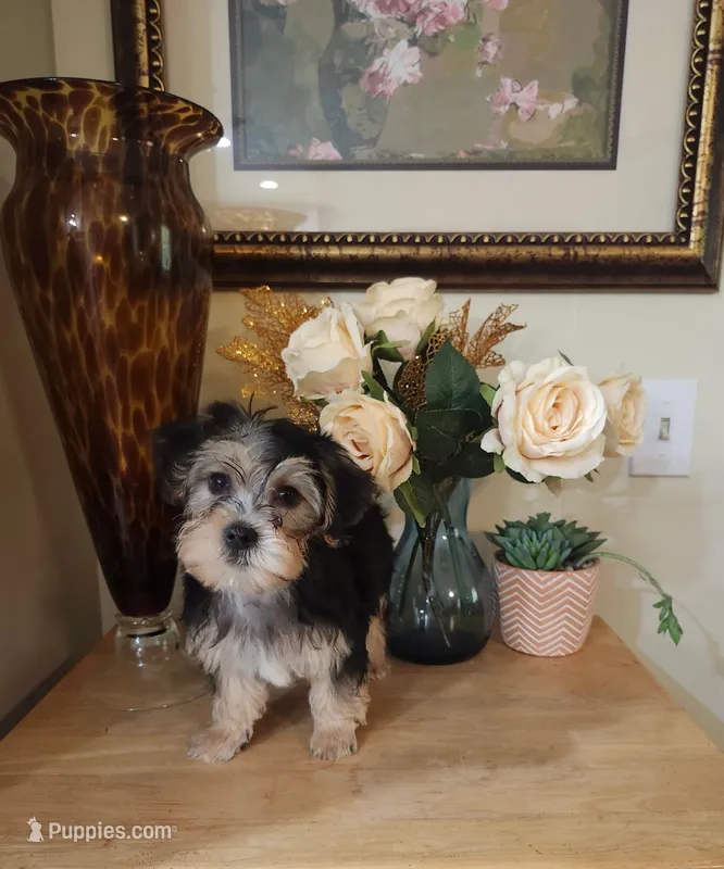 Best Buddy ever! – Maltese, Morkie puppy for sale in Atlanta, GA