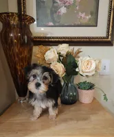 Best Buddy ever!, a male Maltese and Morkie for sale in Atlanta, GA – 1 of 4
