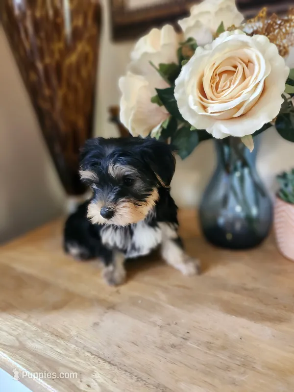 Bella toy morkie girl – Maltese, Morkie puppy for sale in Atlanta, GA