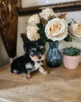 Bella toy morkie girl, a female Maltese and Morkie for sale in Atlanta, GA – 3 of 4