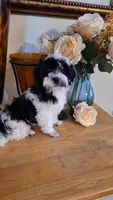 Dafne , a female Maltese and Poodle - Toy  for sale in Atlanta, GA – 2 of 5
