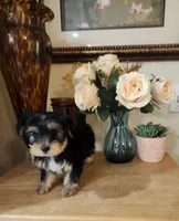 Bella toy morkie girl, a female Maltese and Morkie for sale in Atlanta, GA – 2 of 4