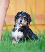 Male, a male Aussiedoodle for sale in Spokane, WA – 2 of 3