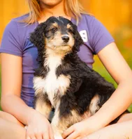 Male, a male Aussiedoodle for sale in Spokane, WA – 3 of 3